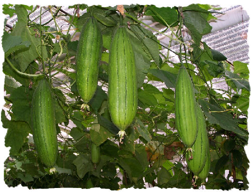 luffa1.jpg