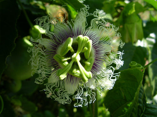 passionfruitbeauty.jpg